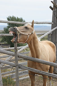 Silly horse hamming it up